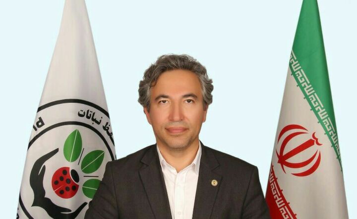 آفت کک کلزا با سم پاشی به موقع کنترل می شود  آفت کک کلزا با سم پاشی به موقع کنترل می شود