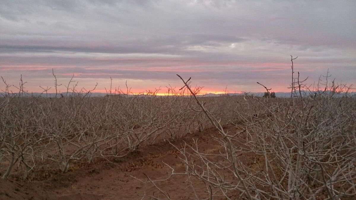 روشهای سنتی مقابله با سرمازدگی جواب نمیدهد | شرایط استفاده از بخاری باغی