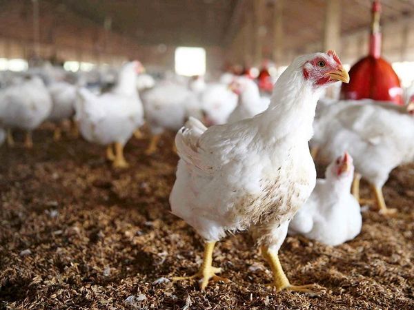 سالانه ۴۳ هزار تن گوشت مرغ در ایلام تولید می‌شود