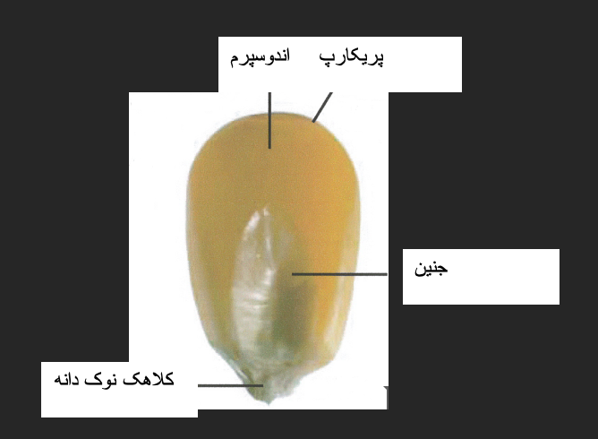 ارزش غذایی دانه ذرت