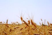 گزارش فائو از افزایش ۴میلیون تنی تولید گندم در ایران