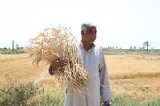 ۱۰ برابر شدن قیمت خرید گندم از کشاورزان در ۵ سال
