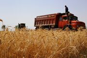 قاچاق ۳۰درصدی گندم ایران به کشورهای همسایه| نرخ گندم با قیمت جهانی تناسب ندارد؛ سود در قاچاق است