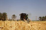 تلاش «مدافعان امنیت غذایی» برای تأمین کالاهای اساسی| خرید ۲۰۰ هزار تن گندم در تعطیلات