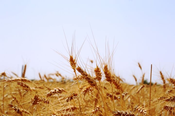
افزایش ۱۲ دلاری قیمت گندم در بازارهای جهانی