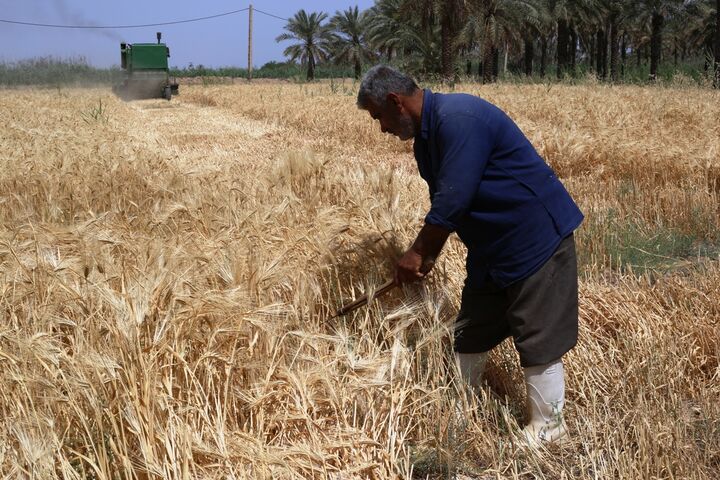واریز بیش از ۲۱۷ هزار میلیارد ریال وجوه خرید تضمینی گندم توسط بانک کشاورزی
 واریز بیش از ۲۱۷ هزار میلیارد ریال وجوه خرید تضمینی گندم توسط بانک کشاورزی