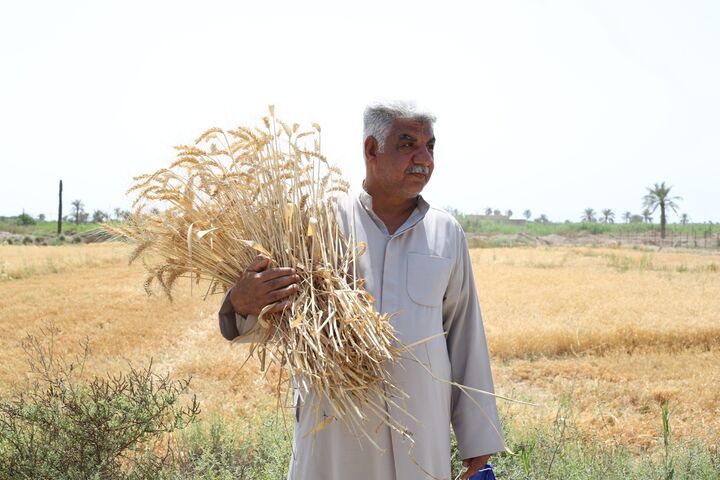 ۱۰ برابر شدن قیمت خرید گندم از کشاورزان در ۵ سال