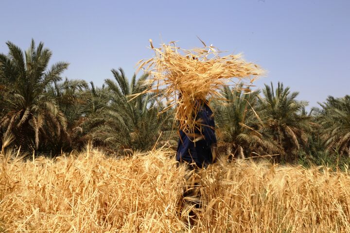 احتمال افزایش قیمت جهانی گندم در پی ممنوعیت صادرات گندم توسط هند احتمال افزایش قیمت جهانی گندم در پی ممنوعیت صادرات گندم توسط هند