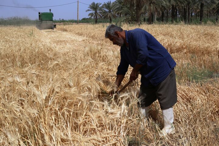 خرید تضمینی ۹۳ هزار تن گندم در تهران
