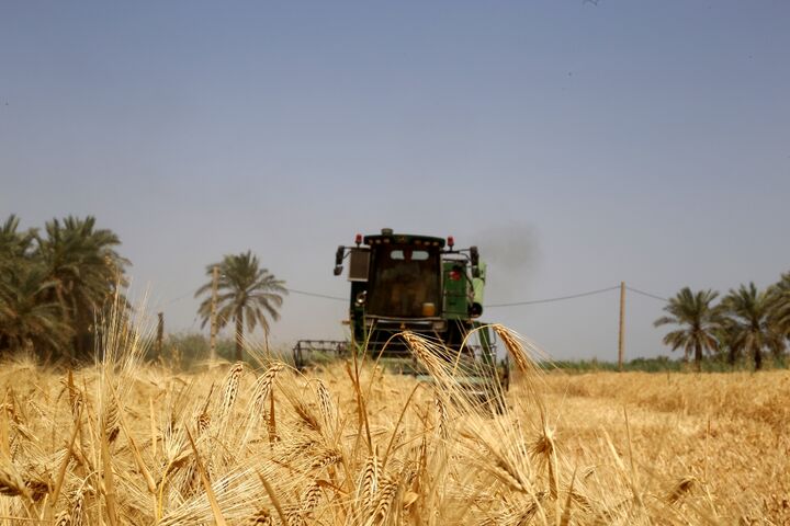 گندم دیم بوشهر قربانی هندوانه شد| تازیانه خشکسالی بر پیکر نحیف کشاورزی