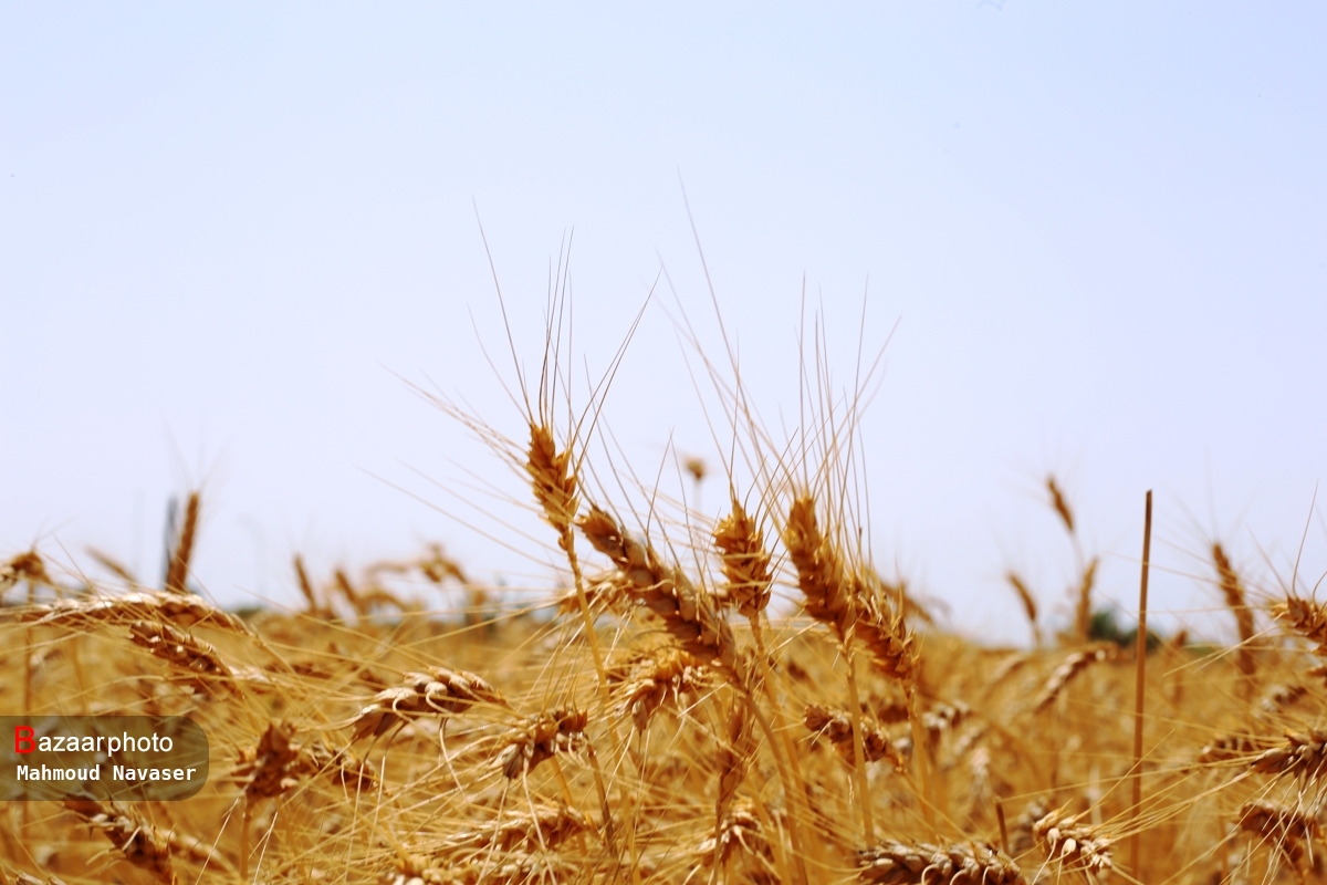 بیش از ۹۶ میلیون تن گندم وارد کشور شد