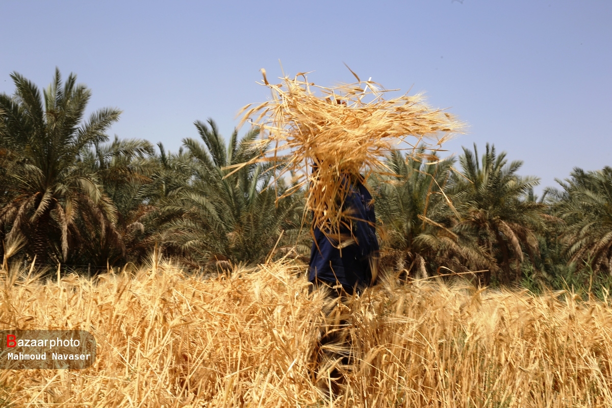 احتمال افزایش قیمت جهانی گندم در پی ممنوعیت صادرات گندم توسط هند