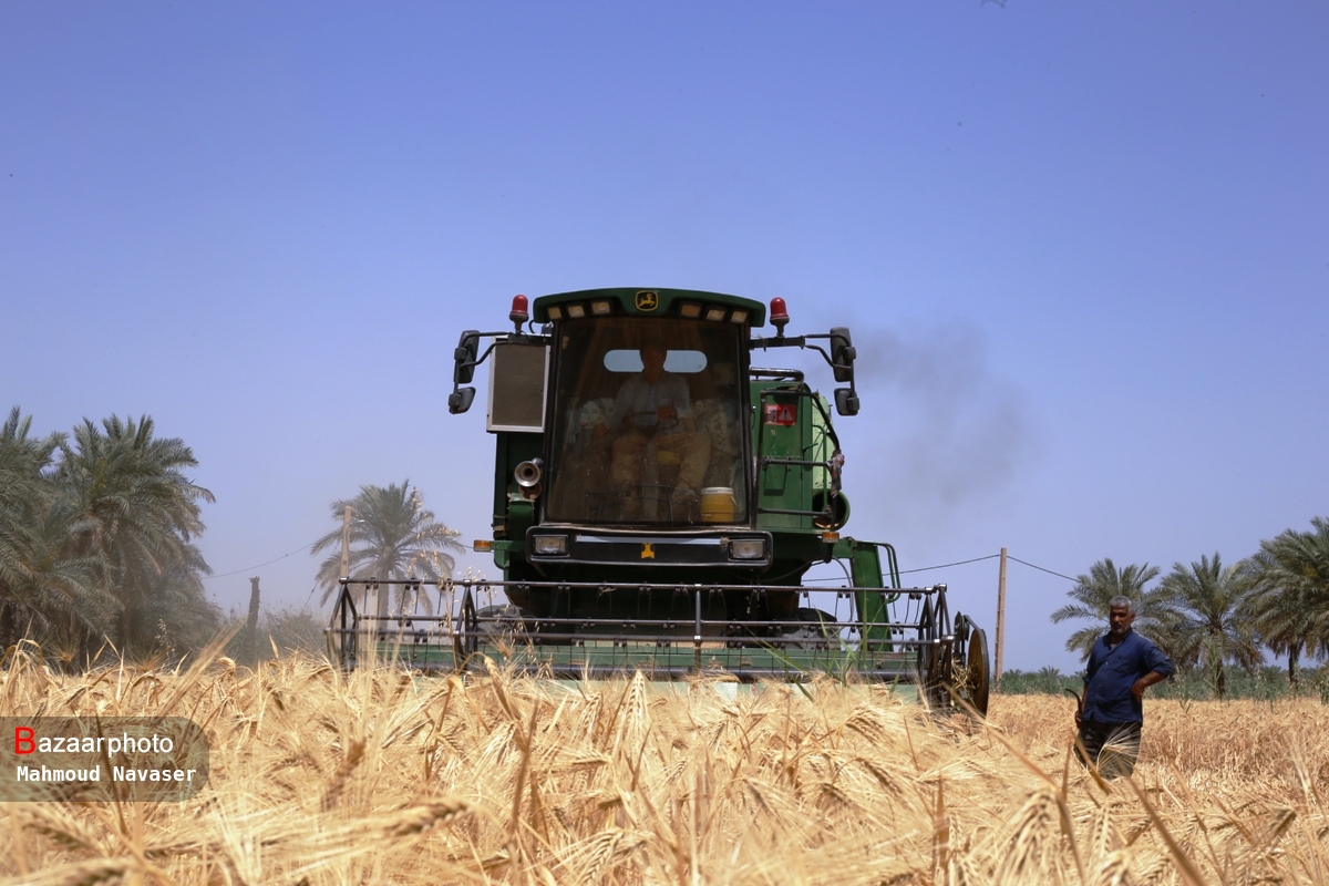 راهبردی ترین محصول در سبد جهش تولید| خودکفایی کهگیلویه و بویراحمد در تولید گندم