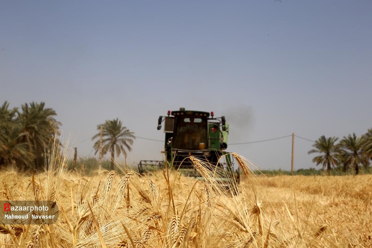 گندم دیم بوشهر قربانی هندوانه شد| تازیانه خشکسالی بر پیکر نحیف کشاورزی