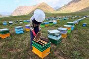 پوشش گیاهی مطلوب اصفهان برای  رونق حرفه زنبورداری| ۹۶۰ هزار کلونی فعال است