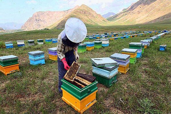 توسعه پوشش بیمه‌ای برای کاهش ریسک زنبورداری