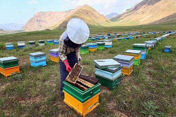 تولید نزدیک به ۱۲۸ هزار تن عسل در زنبورستان ها در سرشماری سال ۱۴۰۳ تولید نزدیک به ۱۲۸ هزار تن عسل در زنبورستان ها در سرشماری سال ۱۴۰۳