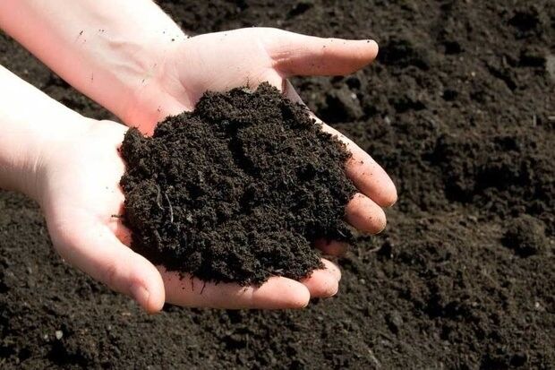 همه چیز در مورد کود دامی و کود حیوانی