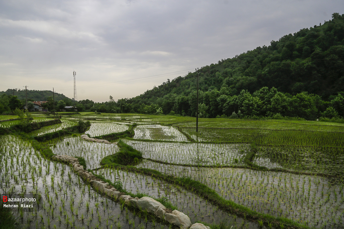 جدال سنت و مدرنیته در شالیزارهای مازندران| کشاورز سنتی می کارد و دلال مدرن می خورد