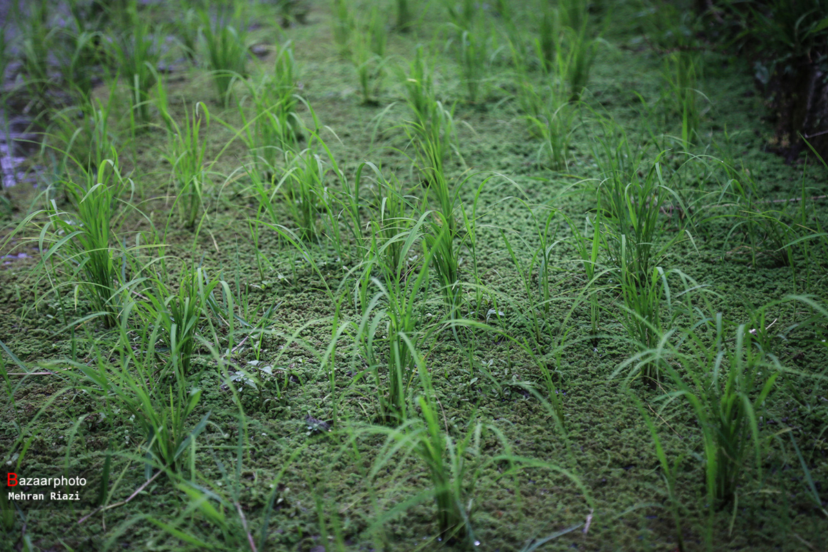 تنشها و التهابات کشت و بازار برنج| کشاورز ناگزیر به شالیکاری میشود