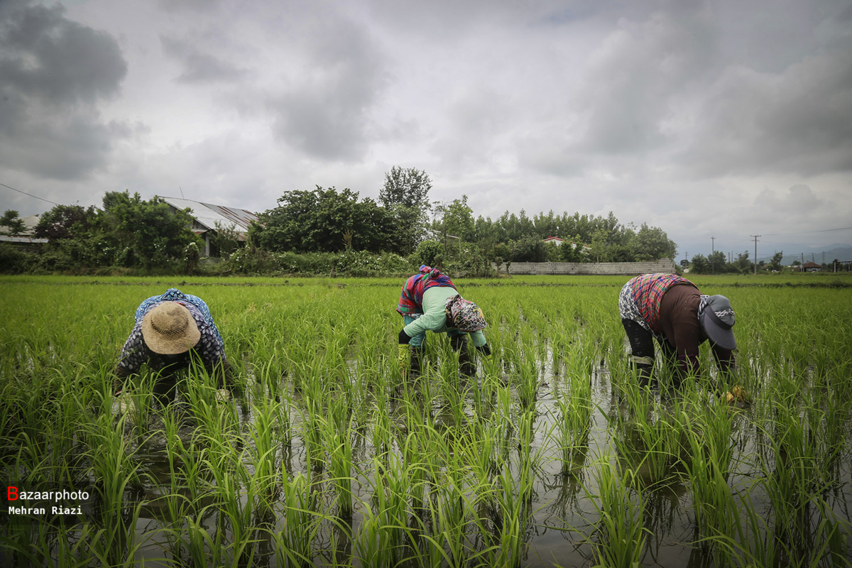 سود افزایش قیمت برنج در جیب دلالان میرود؟!
