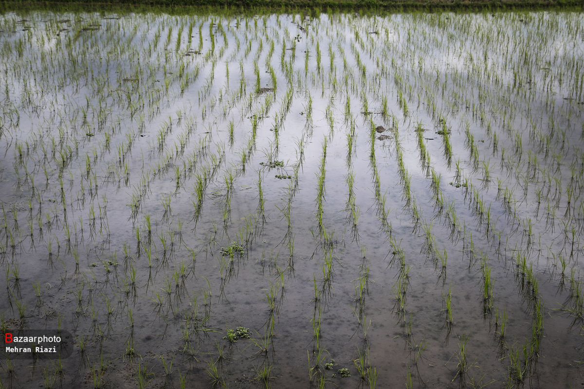 ممنوعیت کشت شالی، طرحی بدون پشتوانه | کشت جایگزین صرفه اقتصادی ندارد