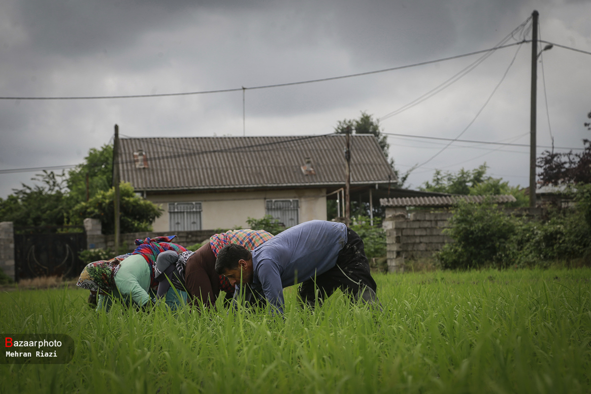 سود کشاورزان گلستانی در جیب دلالان| فقدان ثبات اقتصادی عامل تغییر قیمت