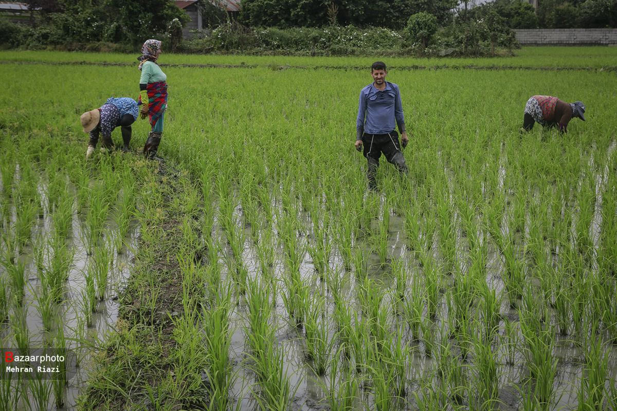 دلالان متهمان اصلی گرانی برنج| نقش دولت چیست؟!