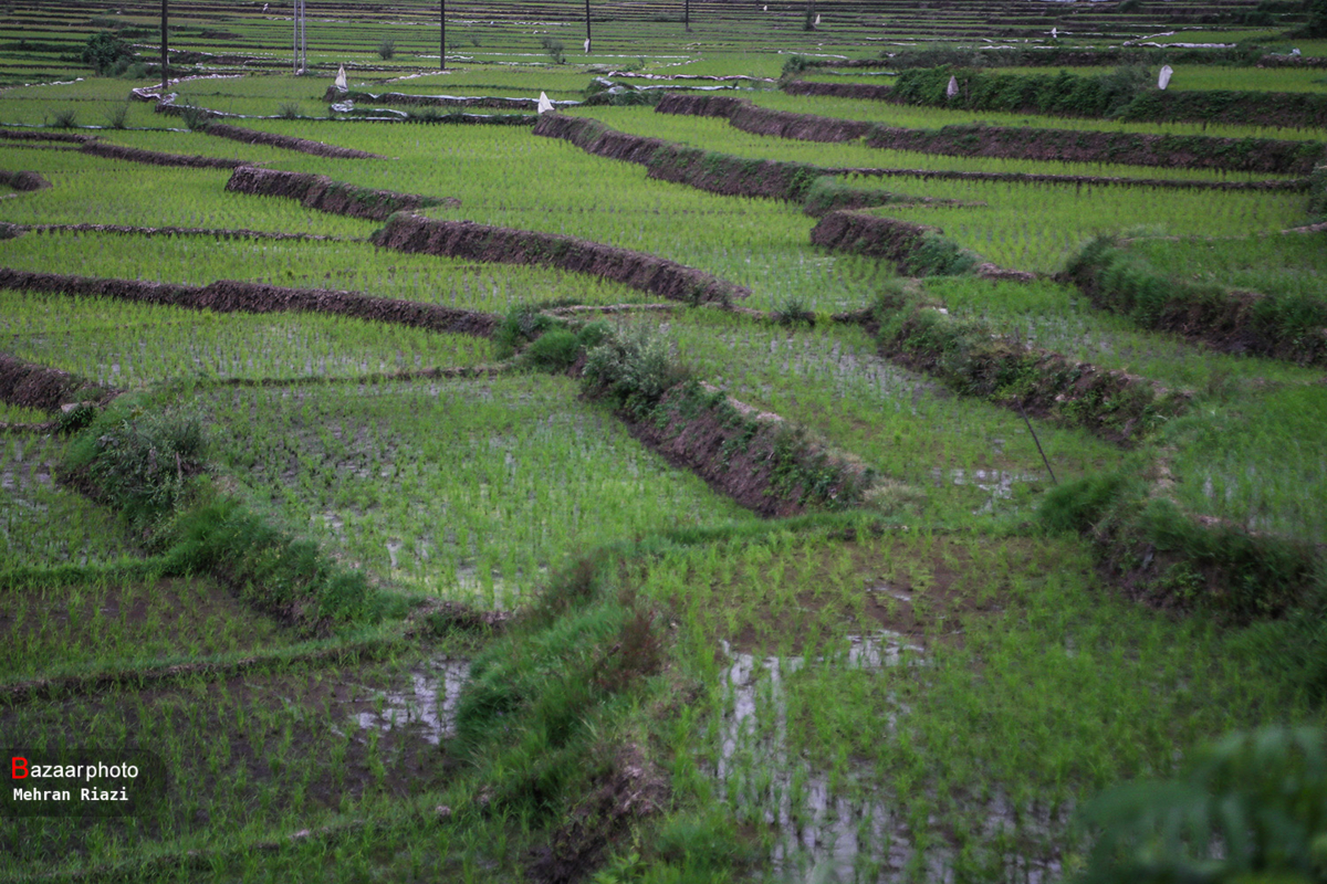 شالیکار عامل گرانی برنج نیست | عایدی کشاورزان خشکید  