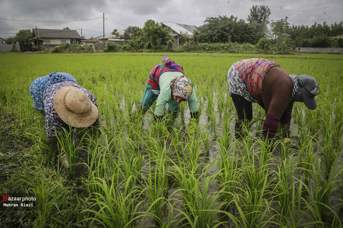 دلالان متهمان اصلی گرانی برنج| نقش دولت چیست؟!