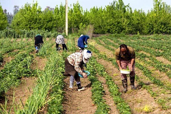 اجرای الگوی کشت یک موضوع حاکمیتی است؛ وزارت نفت و نیرو پای کار بیایند اجرای الگوی کشت یک موضوع حاکمیتی است؛ وزارت نفت و نیرو پای کار بیایند