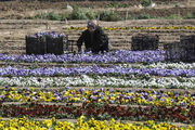 هدفگذاری ایران برای رسیدن به قطب باغبانی و گلخانه‌ای غرب آسیا