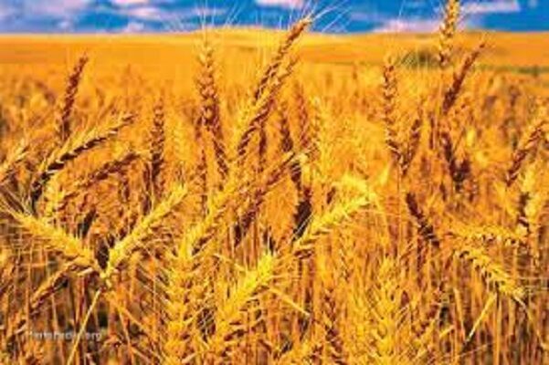   افزایش ۲ میلیون‌تنی فروش گندم کشاورزان به دولت