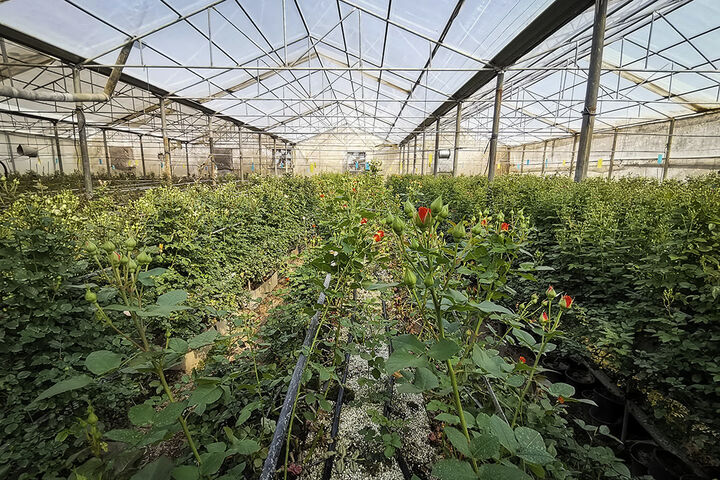 کاهش ضایعات محصولات کشاورزی با توسعه گلخانه ها