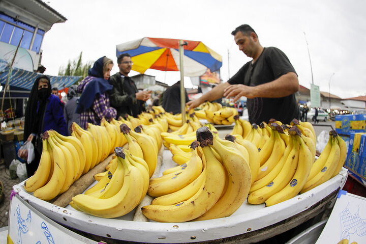 موز گران شد| نقش دلالان در رنگ آوری میوه ها چیست؟