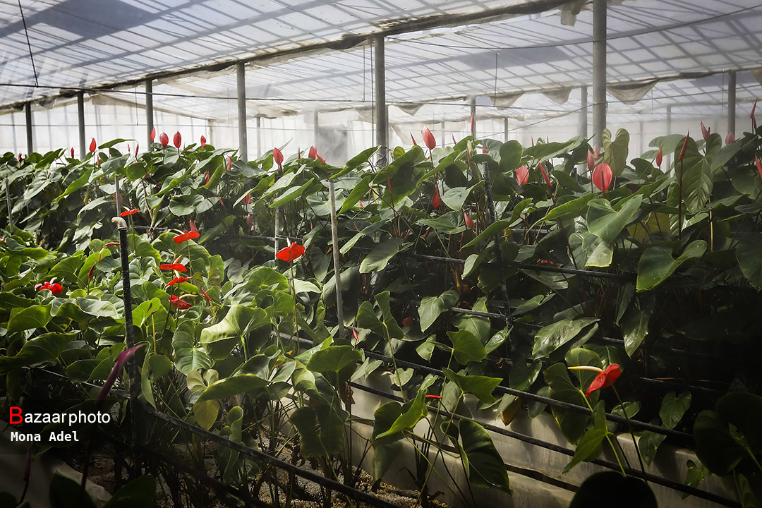 ویژگیهای کشت مشارکتی نیازمند تبیین است| خرده مالکی مانع بزرگ