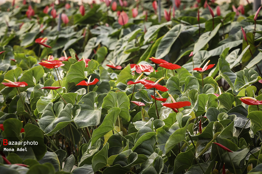 بروکراسی گلخانه ای در فارس| سرگردانی سرمایه گذاران در راهروهای ادارات