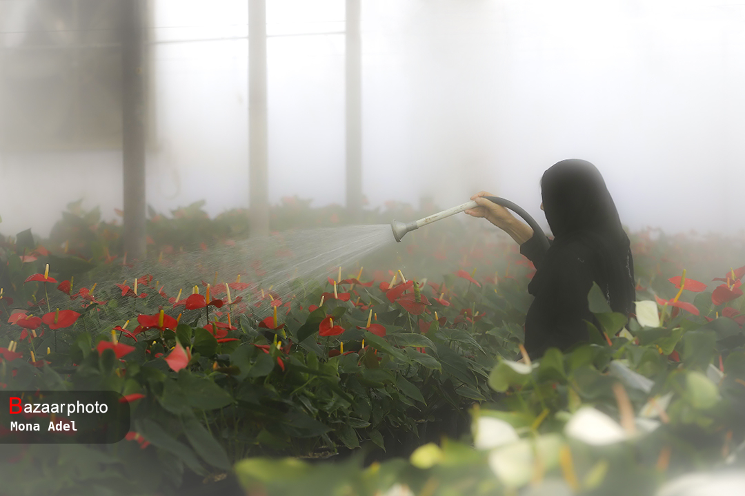 گلهای صادراتی بوی نفت میدهد| ناهمخوانی توسعه گلخانهها با بازار فروش