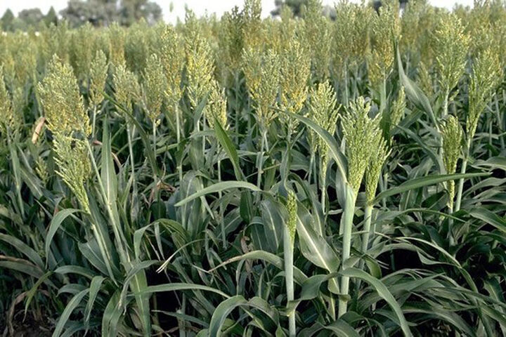 صرفه جویی یک میلیون متر مکعبی مصرف آب با کشت سورگوم
 صرفه جویی یک میلیون متر مکعبی مصرف آب با کشت سورگوم