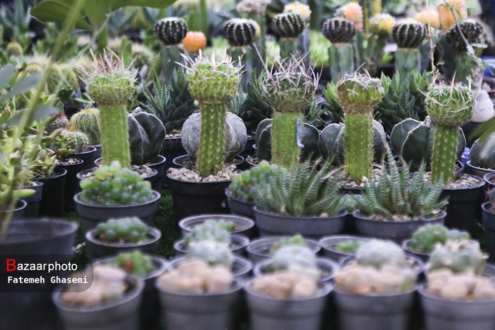 سرمایه پرانی در مازندران| فرش زیرپای خارجیها قرمز نیست