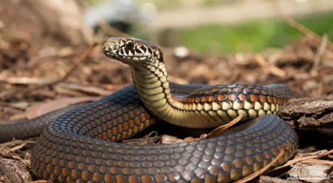 دیدن مار در خواب خوب است یا بد؟