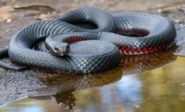 دیدن مار در خواب خوب است یا بد؟