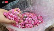 برداشت « گل محمدی» از مزارع استان همدان