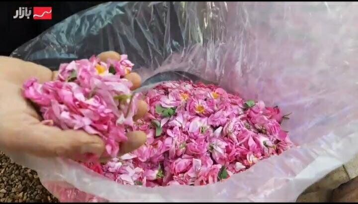 برداشت « گل محمدی» از مزارع استان همدان