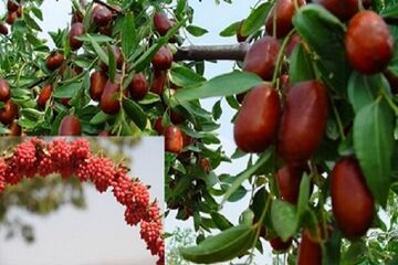 تصاویری زیبا از بزرگ‌ترین باغات زرشک خاورمیانه در قائنات