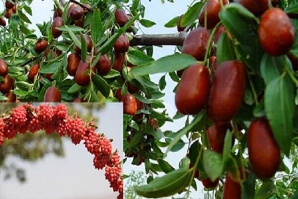 خراسان جنوبی بیش از ۹۸ درصد زرشک جهان را تولید میکند خراسان جنوبی بیش از ۹۸ درصد زرشک جهان را تولید میکند
