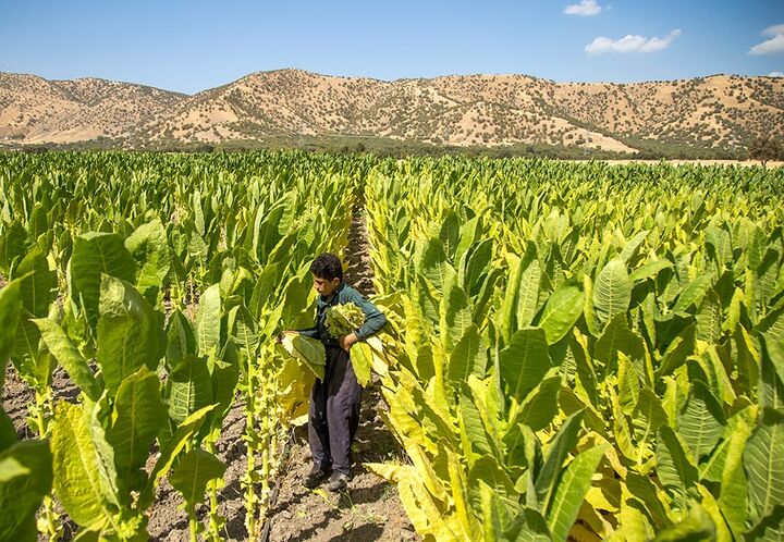 فقدان انگیزه بین توتون کاران گلستانی| شالی جایگزین شد  فقدان انگیزه بین توتون کاران گلستانی| شالی جایگزین شد