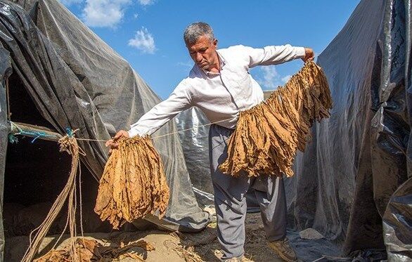 نادیده گرفتن مزیت کشت «توتون» در گلستان| سیاست گذاری دیرهنگام منافع را دود هوا می کند