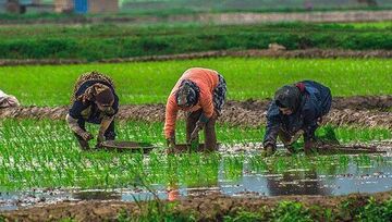 مازندران؛ ممنوعیتی که آب را نجات می‌دهد اما کشاورز را تنها می‌گذارد