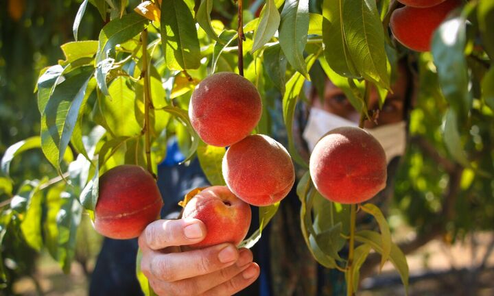 افزایش ۸.۶درصدی صادرات جهانی هلو در سال ۲۰۲۴| میانگین قیمت ۱۵۴۱دلاری هر تن هلو وارداتی